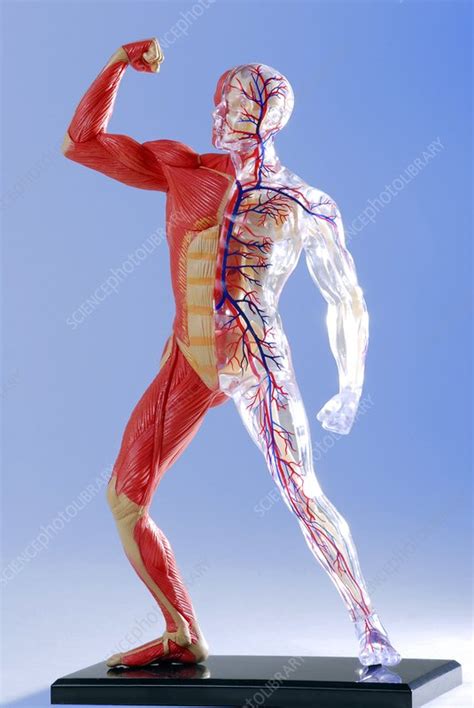 Human body, anatomical model - Stock Image - C004/8969 ...