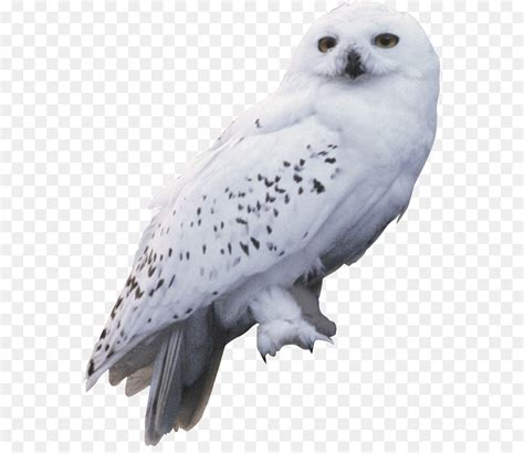 Harry Potter Owl Svg - Free SVG Cut Files