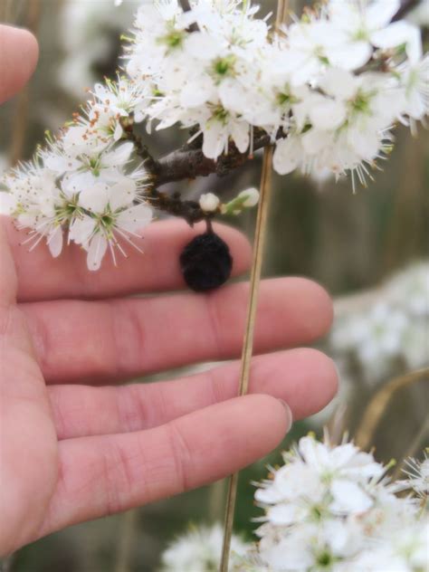 Der botanische name der pflanze ist prunus x cistena. Was ist das für ein Strauch/Baum - weiße Blüten und dunkle ...