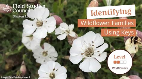 Identifying Wildflower Families With Keys Field Studies Council
