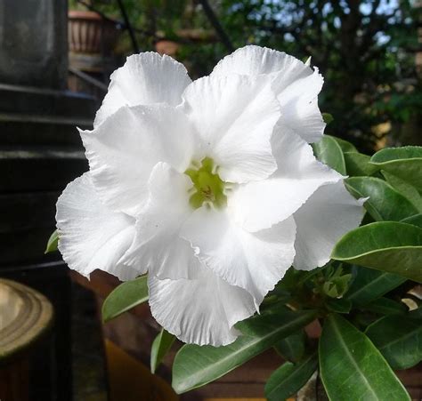 Flor Do Deserto Branca