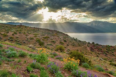 Sun Rays And Wildflowers Photograph By Marc Crumpler Pixels