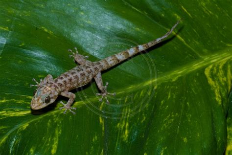 Petr Myska Photography Reptiles Of Mexico Phyllodactylus Lanei Rupinus
