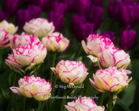Maybe you would like to learn more about one of these? Wild Northwest Beauty Photography | Pacific Northwest ...