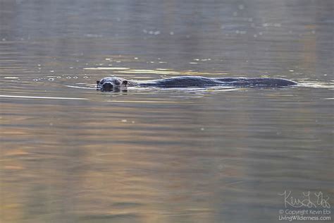 A Northern River Otter Lontra Canadensis Swims In Scriber Lake In
