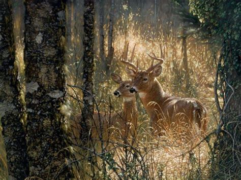 10 Top Deer Hunting Camo Wallpaper Full Hd 1080p For Pc Background