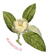 From traditional rose to pine cone to cactus bloom, official state flowers not only represent the environment but also the persona of each state. Mississippi state flower