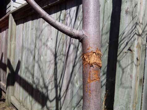 What To Do About Damaged Tree Trunk Bark Gardening And Landscaping