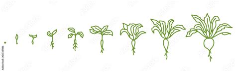 Beetroot Growth Stages Animation Of The Development Process Set Of
