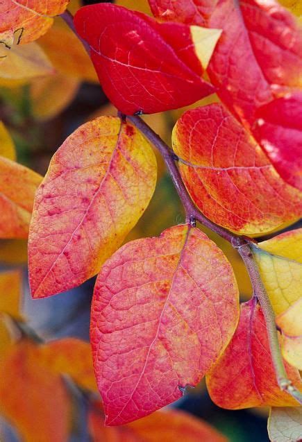10 Midwest Plants For Instant Fall Color Autumn Garden Fall Plants