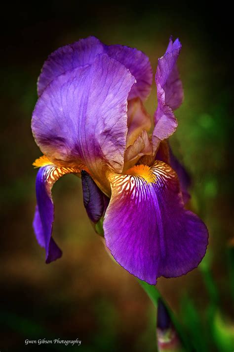 Purple Iris Flower Bearded Iris Plant Lover T Vibrant