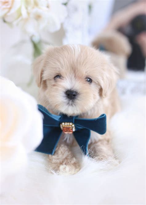 Search through our selection of teddy bear dogs and order your zuchon now! Morkie Puppies and Designer Breed Puppies For Sale by ...