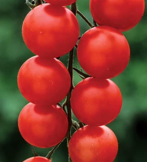 Buy Tomato Gardeners Delight Cherry Tomato Sarah Raven