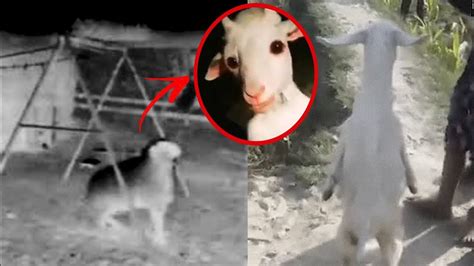 La Perturbadora Historia De La Cabra Que Caminó En Dos Patas Y Se Subió