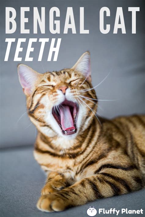 At ten days, the eyes should be fully open. When do Bengal Kittens Lose Their Teeth?  2020  | Bengal ...