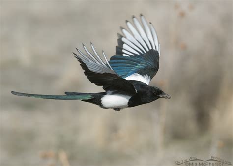 Black Billed Magpie Flying Towards Its Nest On The Wing Photography