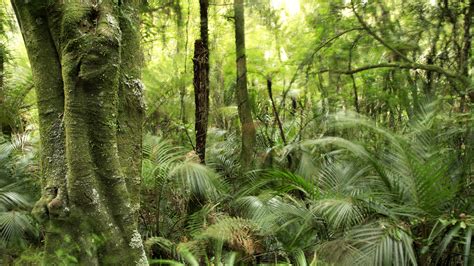 Rainforest Facts Plants Nature Eden Channel