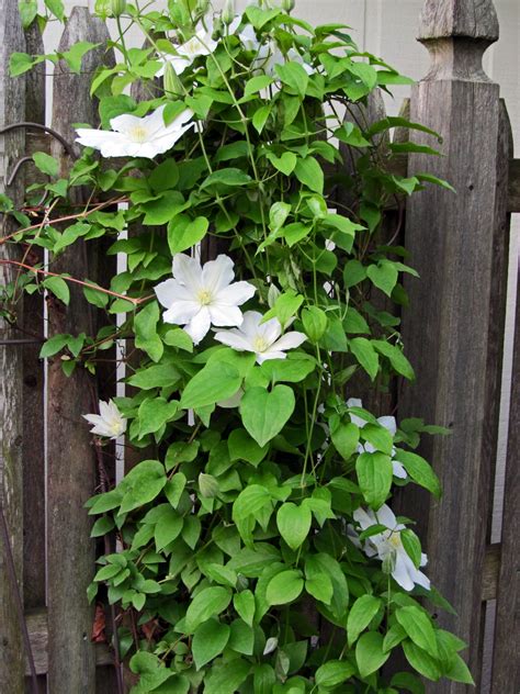 However, they are both sensitive to wind, and are prone to sunburning in the hot afternoon sun. 10 Best Flowering Vines For Trellis, Arches, Pergola, And ...