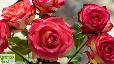 June Birth Flowers Rose And Honeysuckle Commack Florist