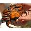 Green Crab 2019 Update – Wells Reserve