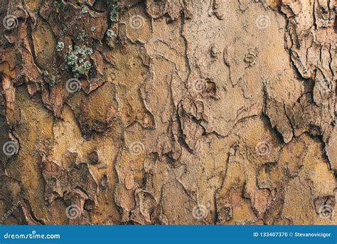 Maple Tree Bark Crust Stock Photo Image Of Textured 133407370