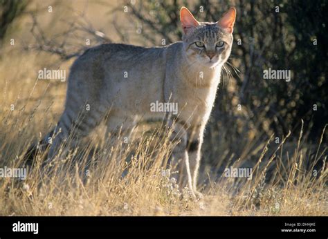 African Wildcat Felis Lybica Savute North West District Botswana