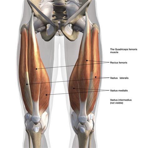 Quadriceps Anatomy And Training Blog Eric Favre Uk
