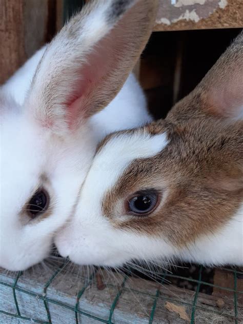 In Love Rabbit Couples Stock Image Image Of Carnivore 240230579