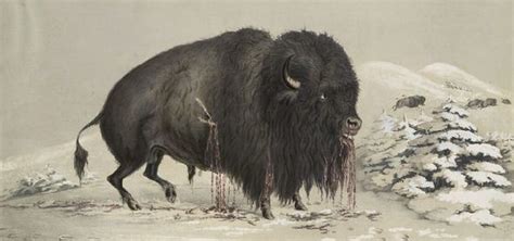 1841 1850 All About Bison