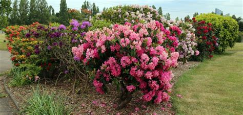 Shrubs Evergreen And Deciduous Plant Types For Mixed Bed Plantings