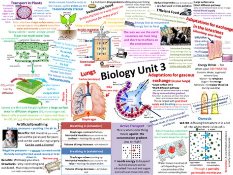 B3 Aqa Biology Revision Posters New Spec Teaching Resources