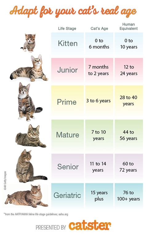 Age Of Kitten Chart