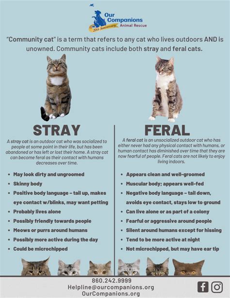 What Is The Difference Between A Stray And Feral Cat Lola The Rescued