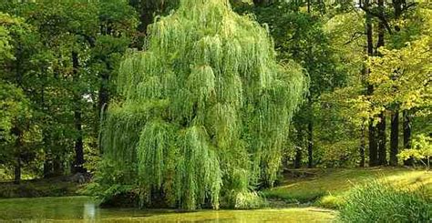 Types Of Willow Trees Weeping Willows Willow Shrubs