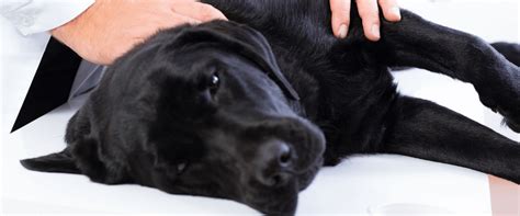 Everything You Need To Know About Seizures In Dogs Rau Animal Hospital