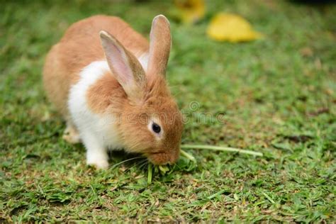 Little Rabbit To Walk In The Lawn Stock Photo Image Of Adult Couch