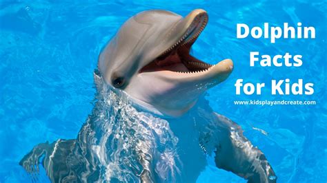 Fun Dolphin Facts For Kids Kids Play And Create