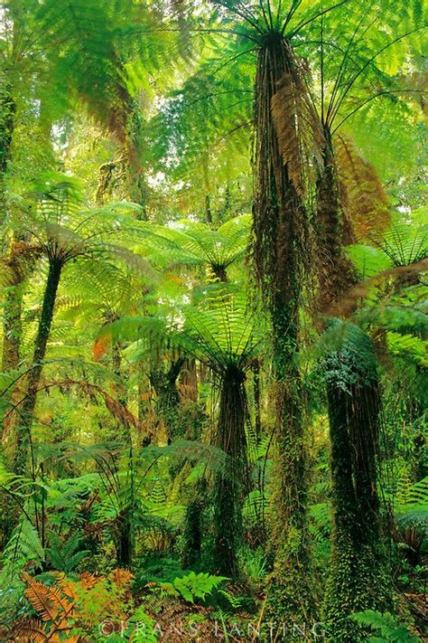 Tree Ferns In Forest Cyathea Smithii Whirinaki Conservation Park New