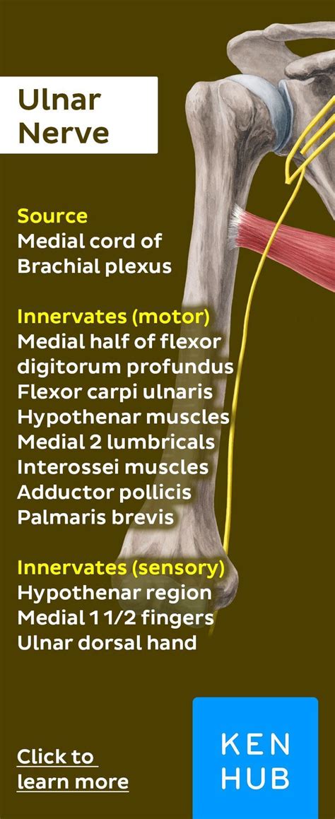 The Ulnar Nerve Is The Terminal Branch Of The Medial Cord Of The Brachial Plexus Pin Our