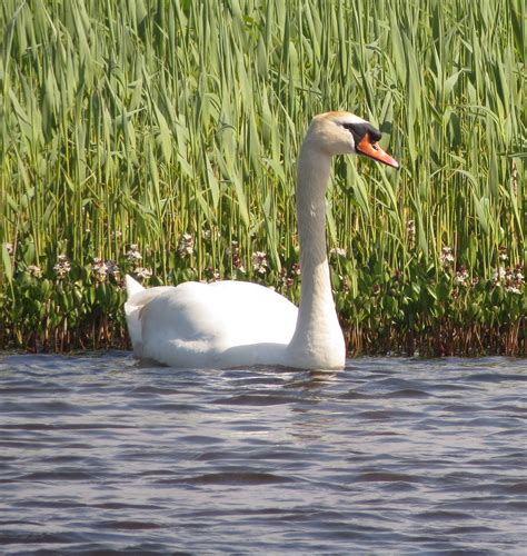 Mute Swan Loon And Loch Of Banks Nature Reserve Orkney Iain