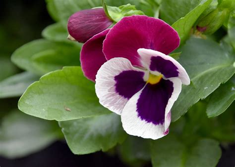 Plant Matrix Pansies Now For Winter Color Mississippi State