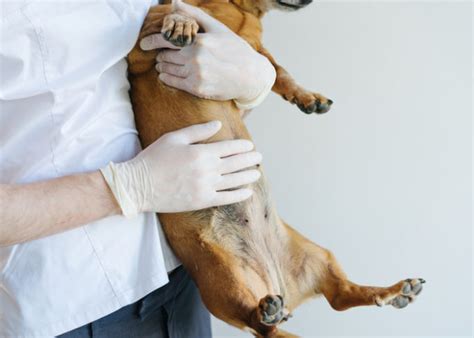 Dog Vulvar Dermatitis Home Remedies In 7 Easy Ways