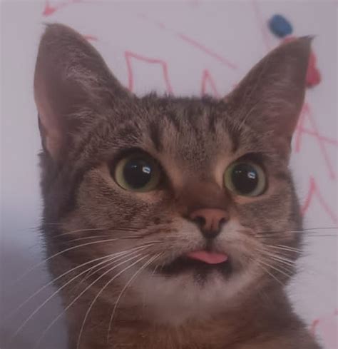 Mlem Cats Know Your Meme