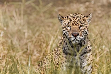 Cats Jaguar Big Cat Predator Animal Hd Wallpaper Peakpx