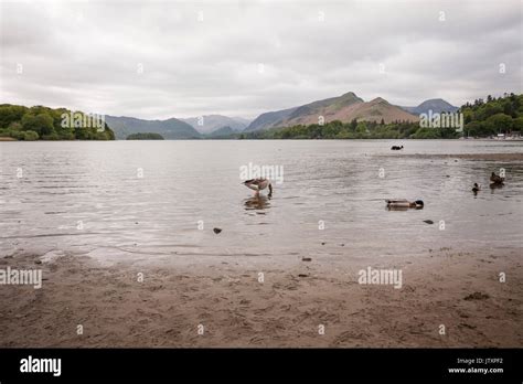 Derwentwater At Keswicklake District National Parkcumbriaenglanduk