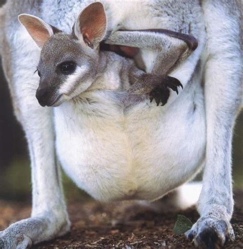 Baby Kangaroo Joey Cute Animals Animals Beautiful Cute