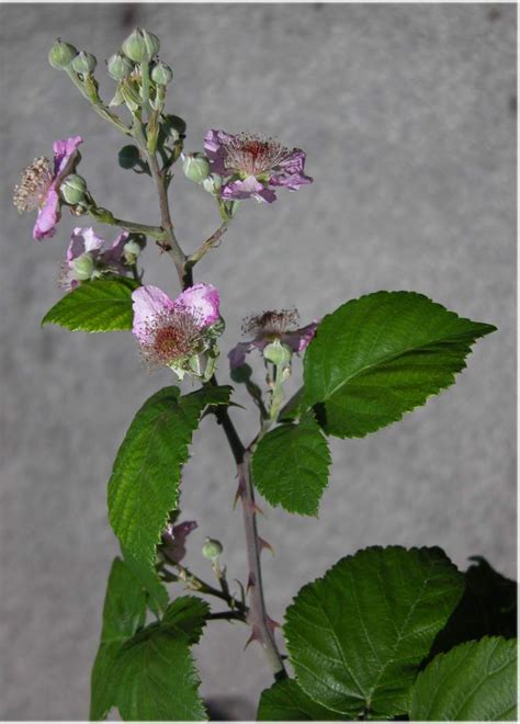 Elm Leaf Blackberry 17786 English Common Name Rubus Ulmifolius