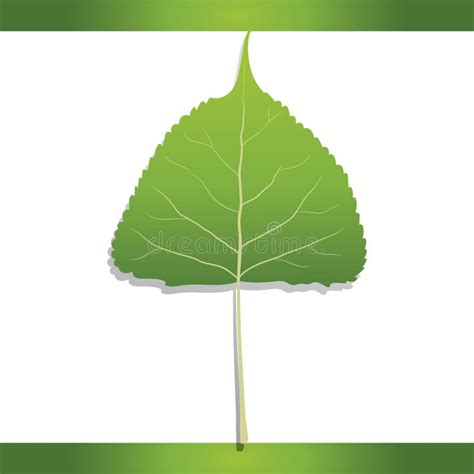Eastern Cottonwood Leaf Vector Illustration Decorative Design Stock