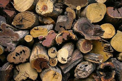 10 Hardest Wood In The World Explore Unbeatable Strength