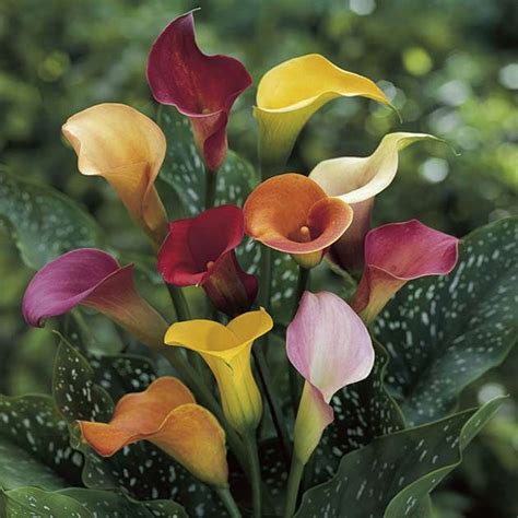 Multi Color Calla Lily Garden Flower Beds Beautiful Flowers